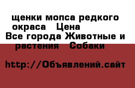 щенки мопса редкого окраса › Цена ­ 20 000 - Все города Животные и растения » Собаки   